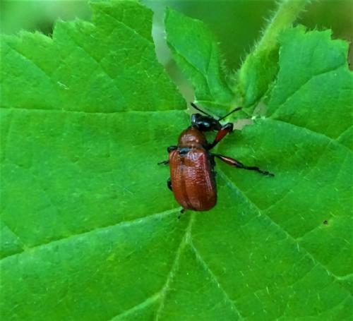 Réf. 323 639 : Apoderus coryli